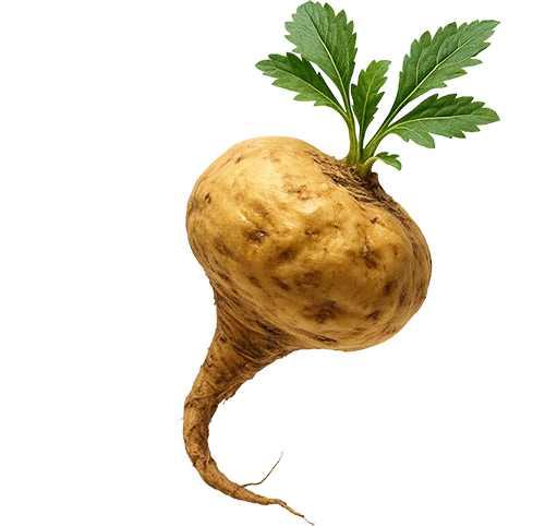 Maca root for men
